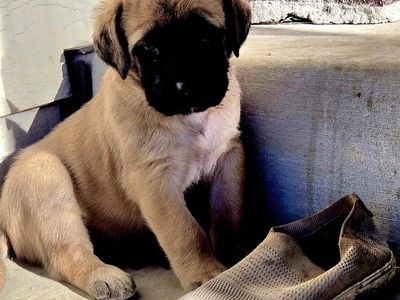 English Mastiff Puppies for Sale