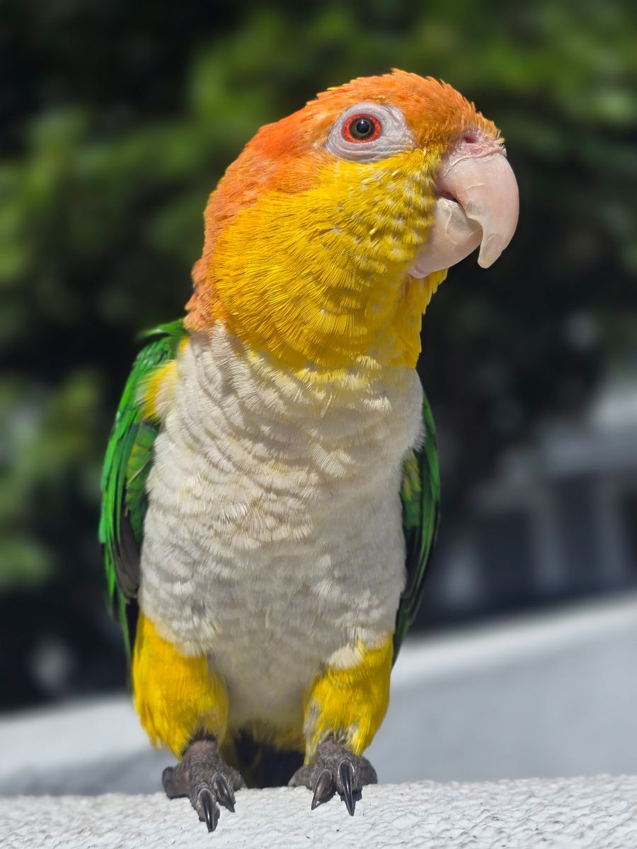 White Bellied Caique