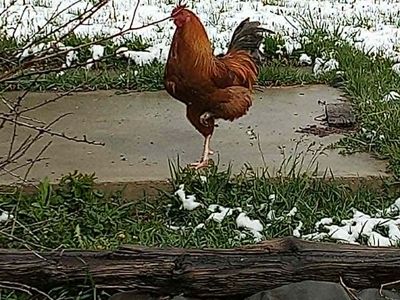 3 Roosters for sale