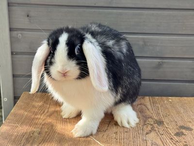 Pedigreed Holland Lops - Jr Buck & Doe