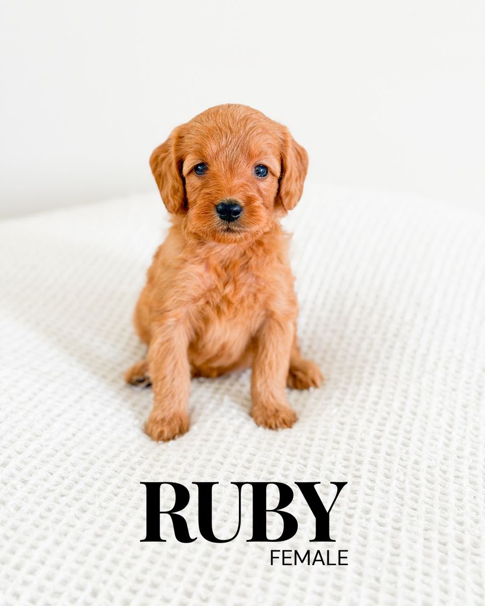 12-20lb F1b Mini Goldendoodle Puppies Golden Doodle Ready 8/4