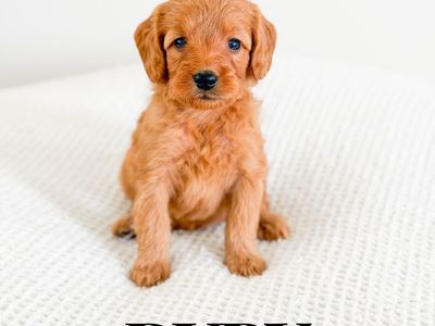 12-20lb F1b Mini Goldendoodle Puppies Golden Doodle Ready 8/4