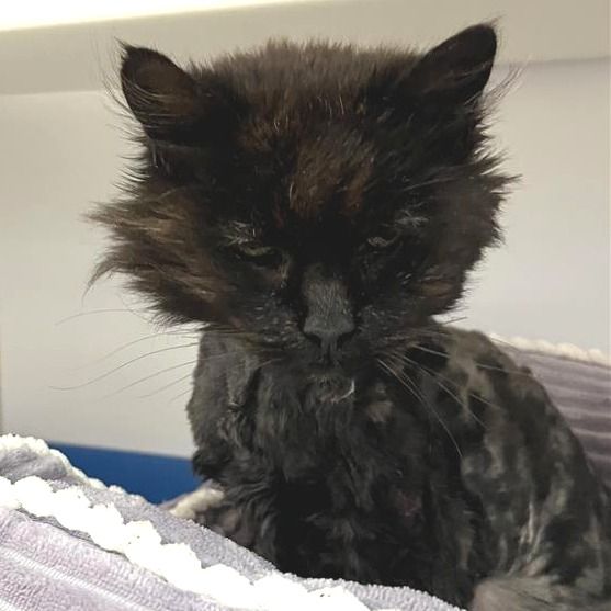 Hello my name is Shiv