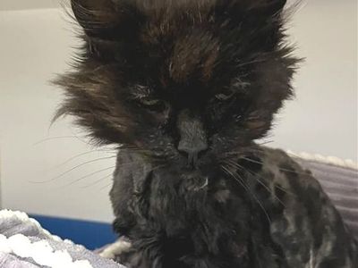 Hello my name is Shiv