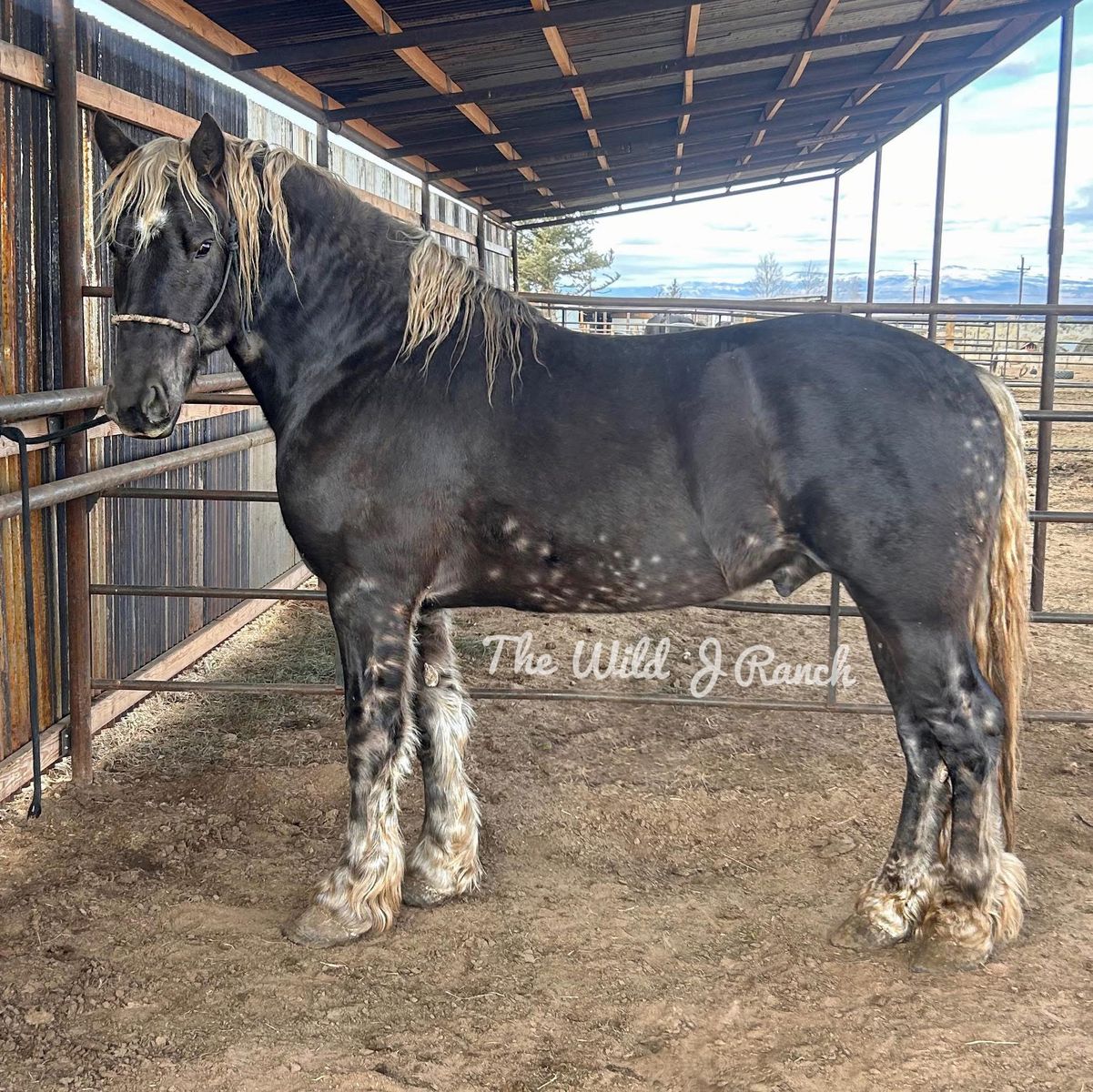 Silver dapple Friesian x Belgian/Gypsy Stallion for sale