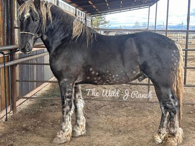 Silver dapple Friesian x Belgian/Gypsy Stallion for sale