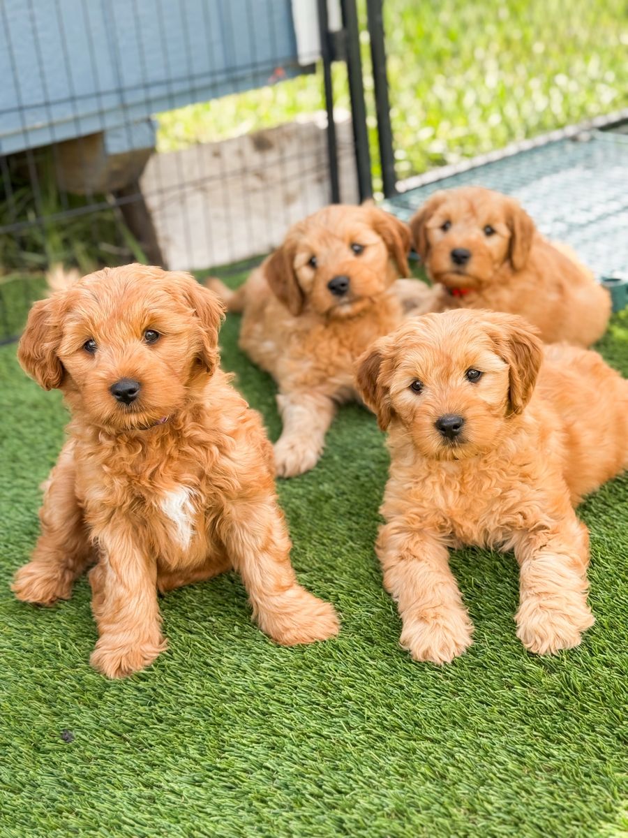 Mini Goldendoodles Ready to go home!!