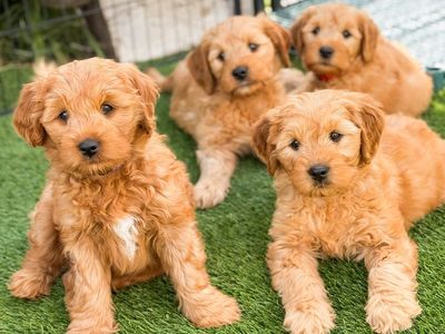 Mini Goldendoodles Ready to go home!!
