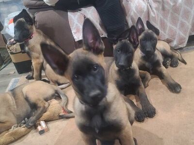 Belgian Malinois Puppies 10 weeks & Potty Trained!