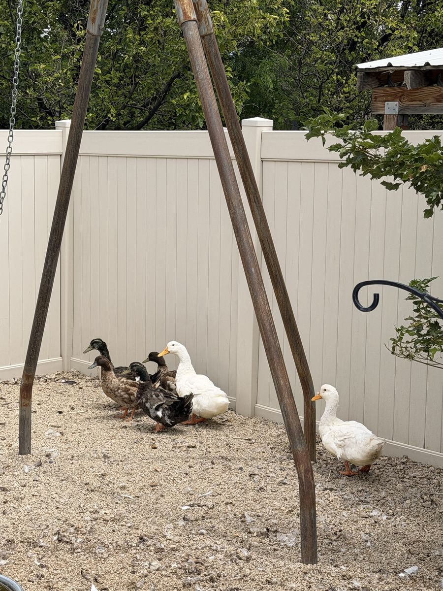 Ducks for Sale - mixed breeds