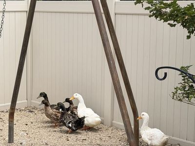 Ducks for Sale - mixed breeds