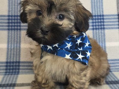 Sweet Tiny Shih-poo Puppies