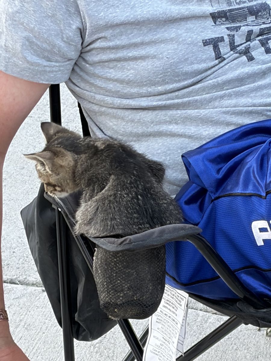 Lovable kitten
