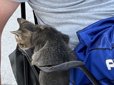 Lovable kitten