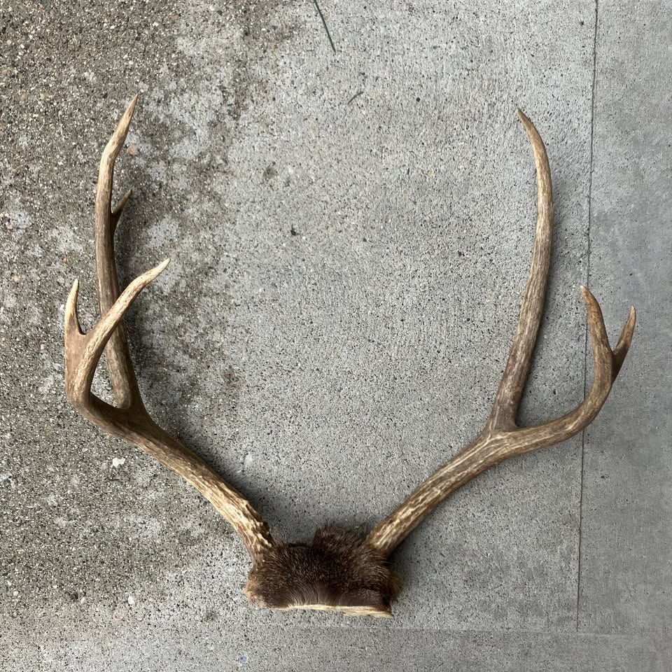 4x3 MULE DEER RACK antlers with Skull Cap