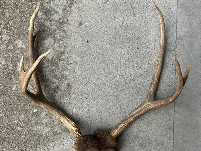 4x3 MULE DEER RACK antlers with Skull Cap