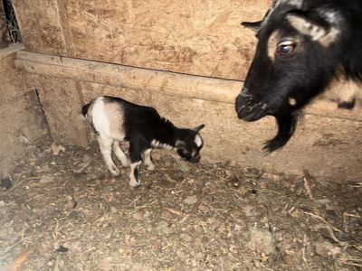 Nigerian Doe With Doeling For Sale
