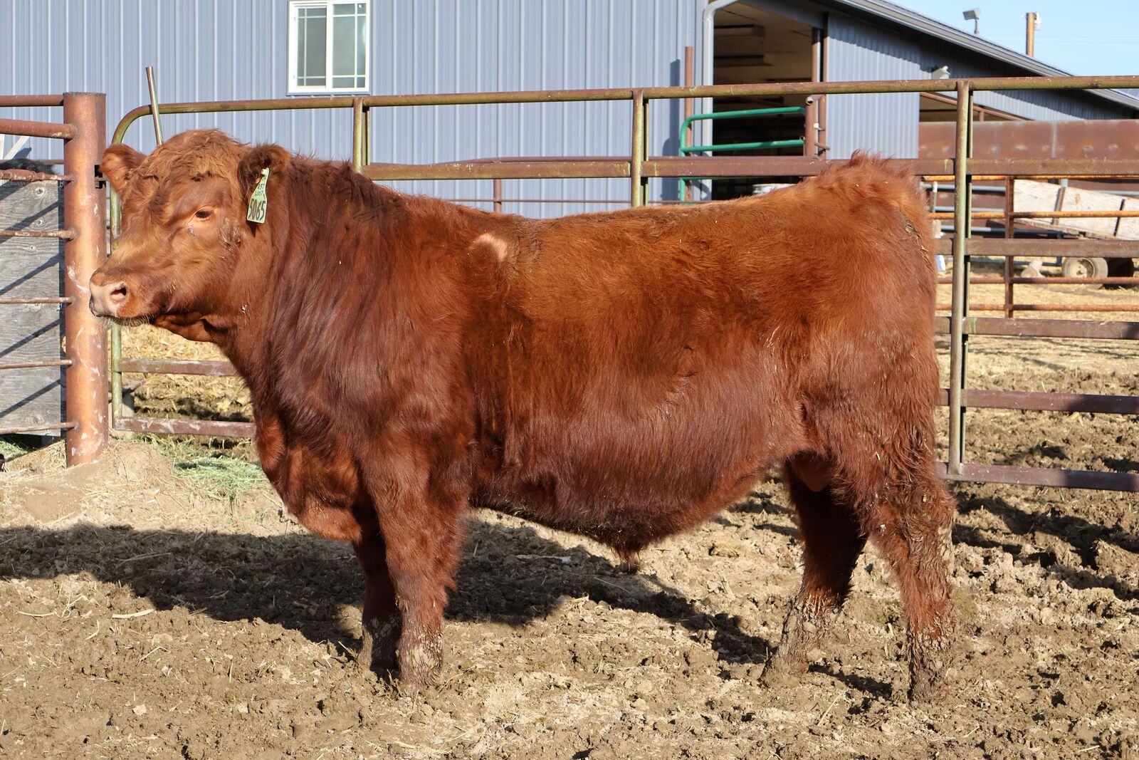 Red Angus bulls for sale