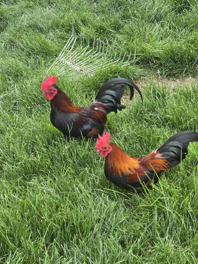 bantam roosters