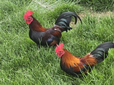 bantam roosters