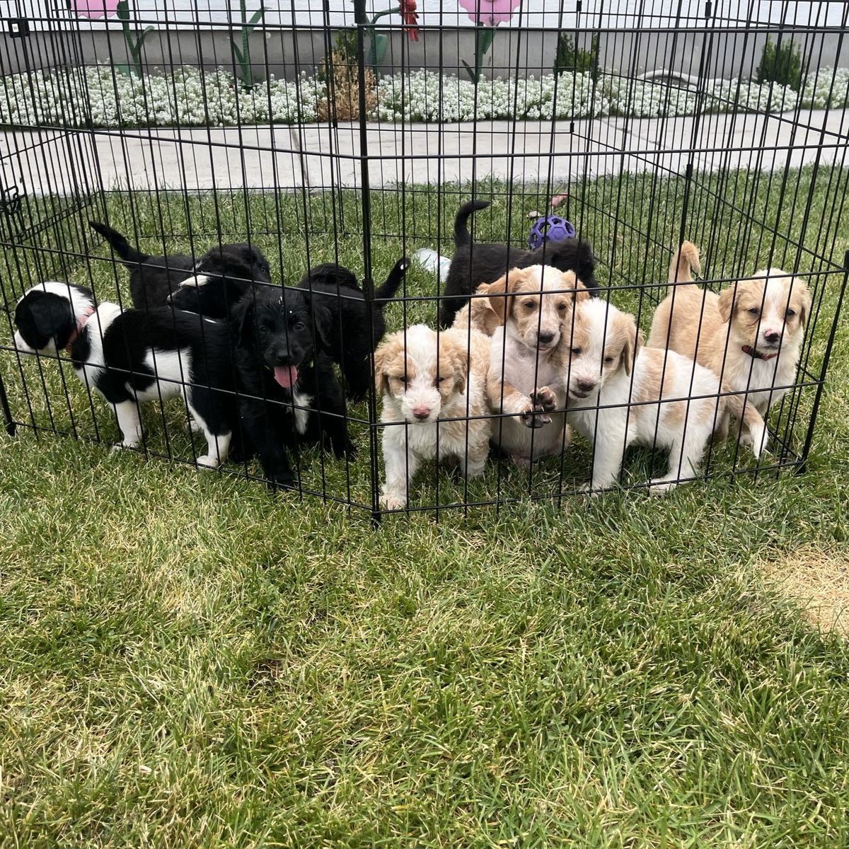 Bernedoodle mix puppies for sale