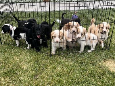 Bernedoodle mix puppies for sale