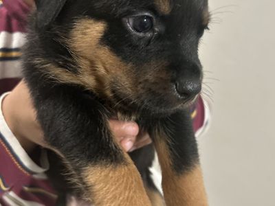 AKC ROTTWEILER PUPPIES