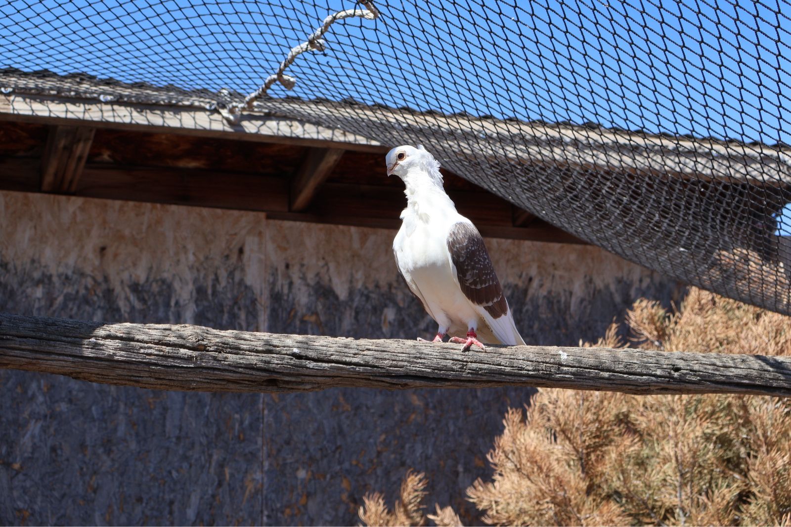 Old German owl pigeons