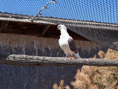 Old German owl pigeons