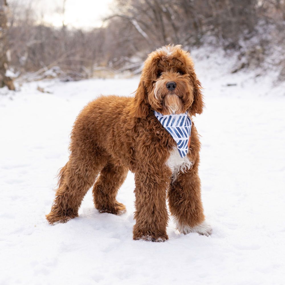 Mini GoldenDoodle stud, perfect abstract, 100% clear Ron Burgandy
