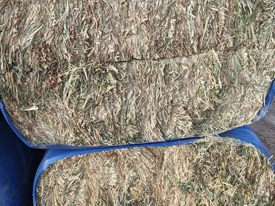 Compressed Oat Bales