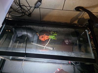 20 Gallon Long Cichlid Tank