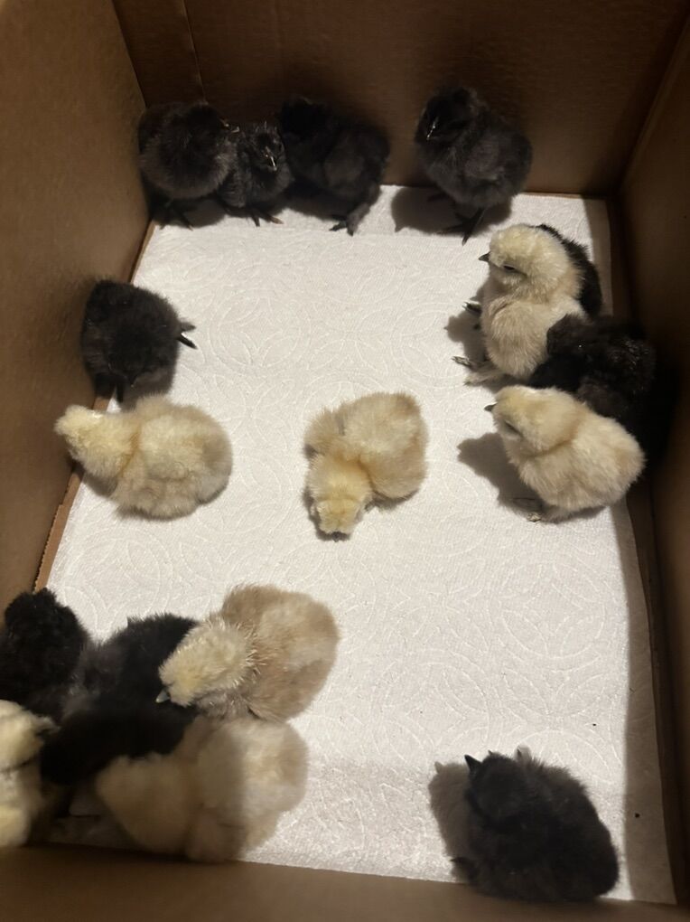 Silkie Chicks