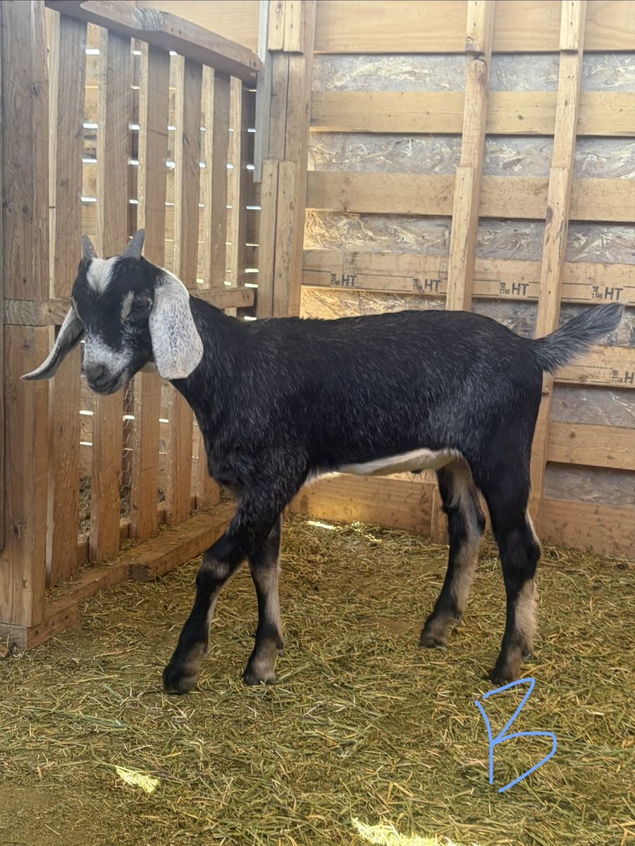 Baby goats