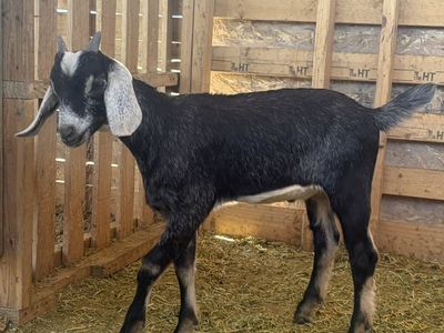 Baby goats