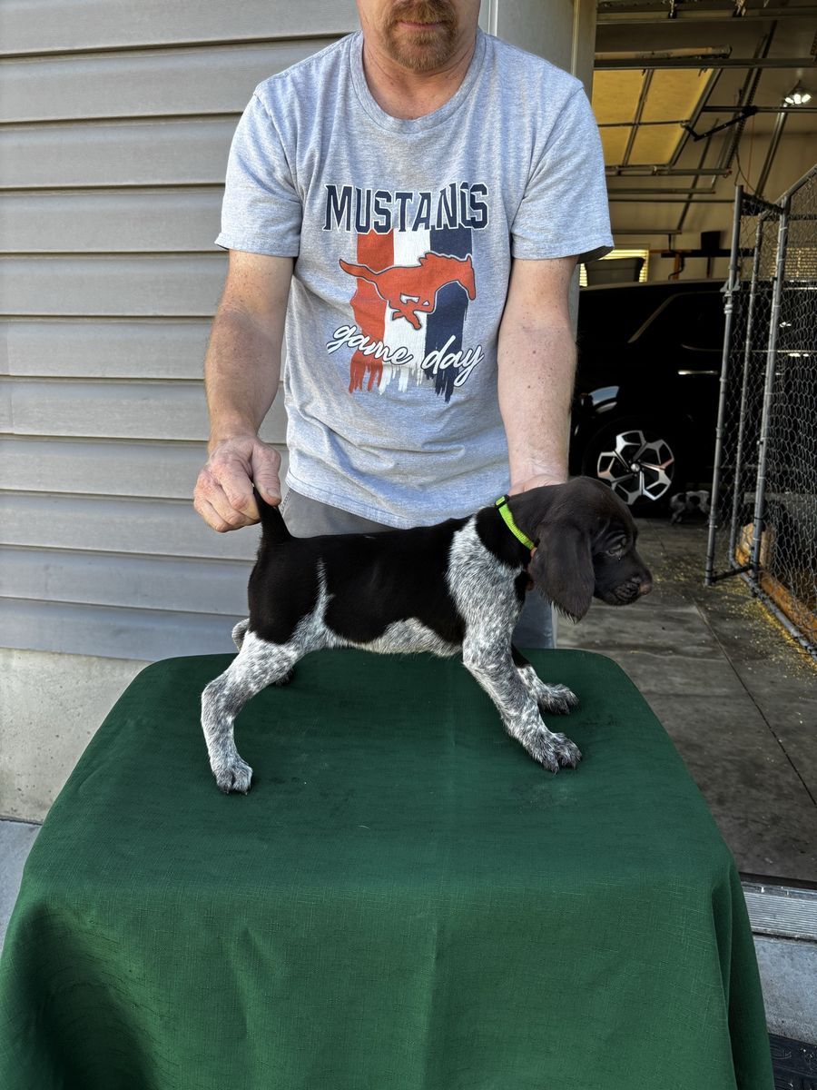 German wirehair pointer AKC