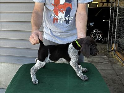 German wirehair pointer AKC