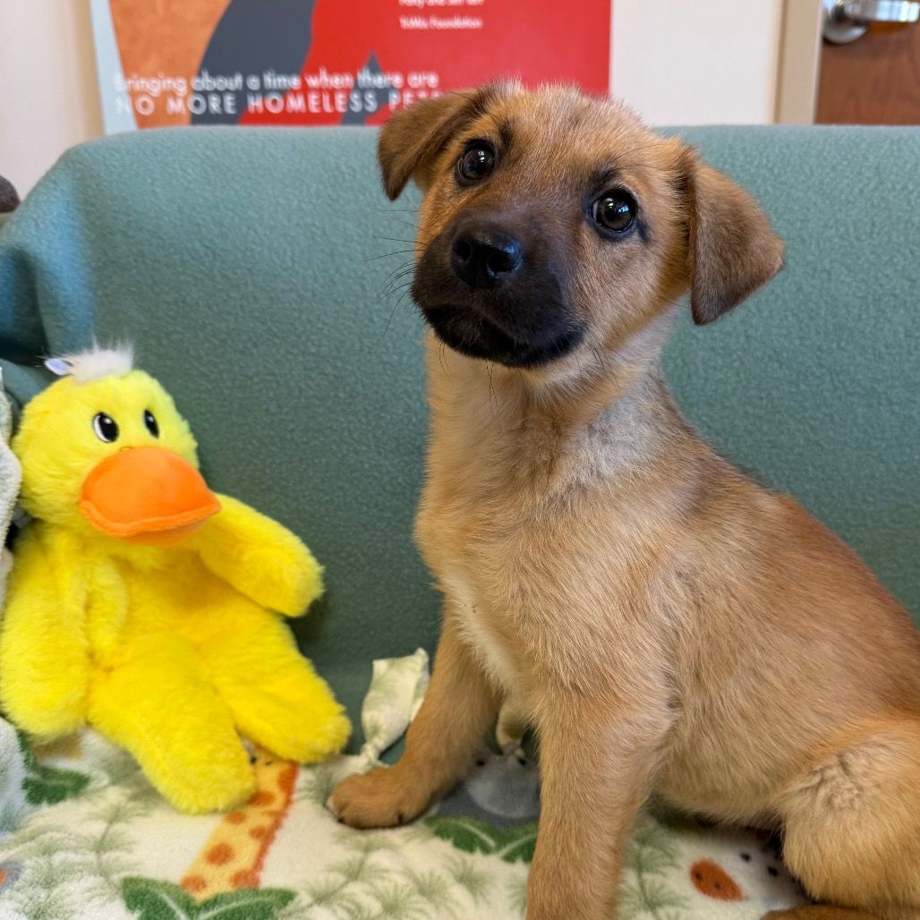 Hello my name is Peter Pan