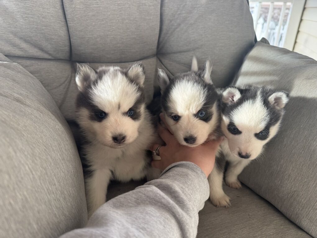 Pomsky Puppies