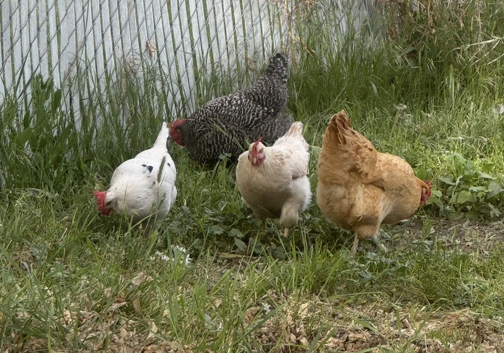 Five Egg-laying Hens, Bag Of Feed And Shavings