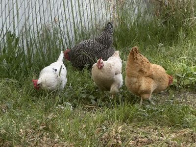 Five Egg-laying Hens, Bag Of Feed And Shavings