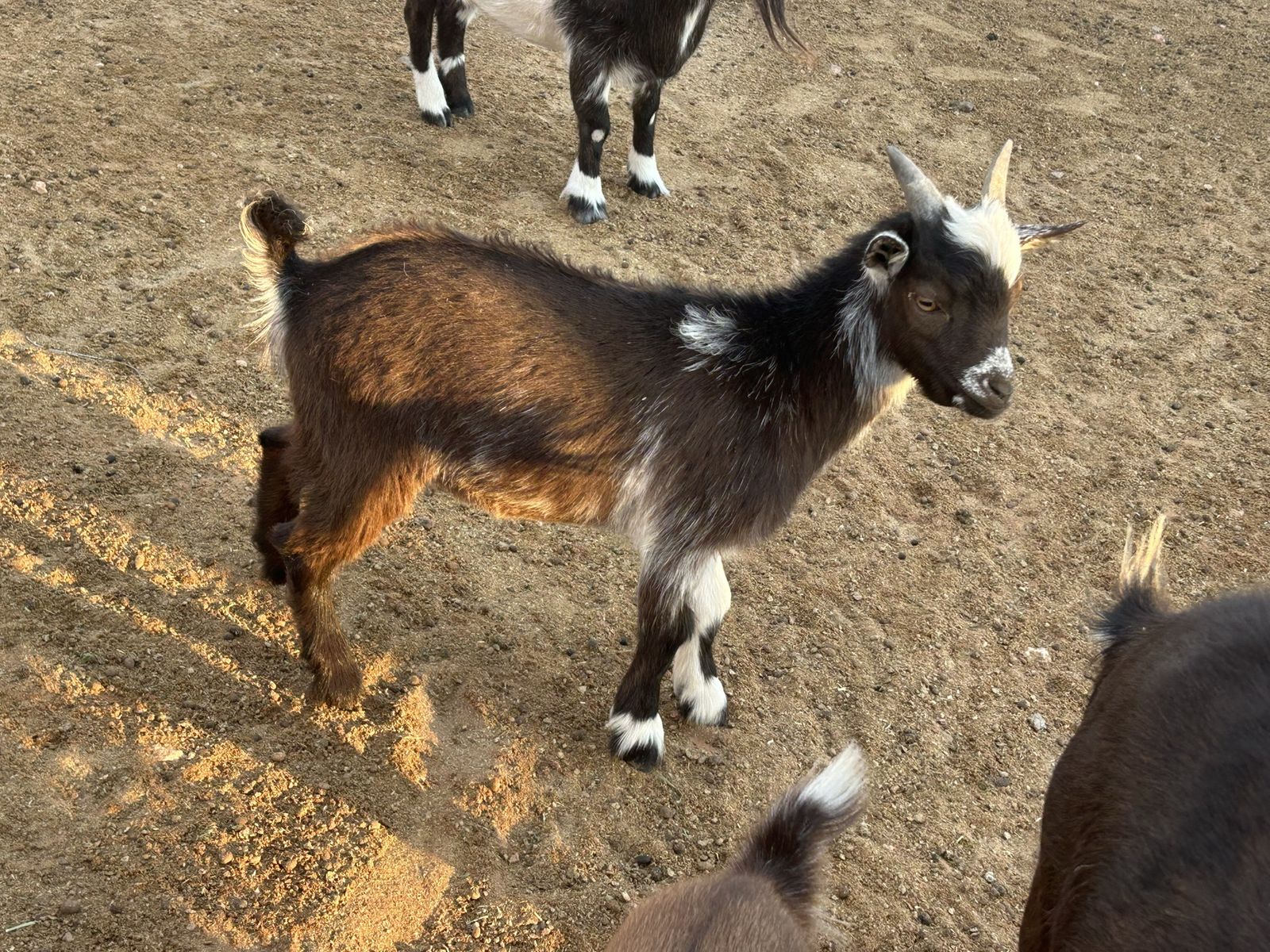 Young healthy make wether Nigerian dwarf goat