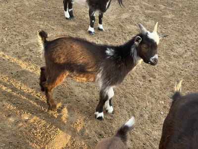 Young healthy make wether Nigerian dwarf goat