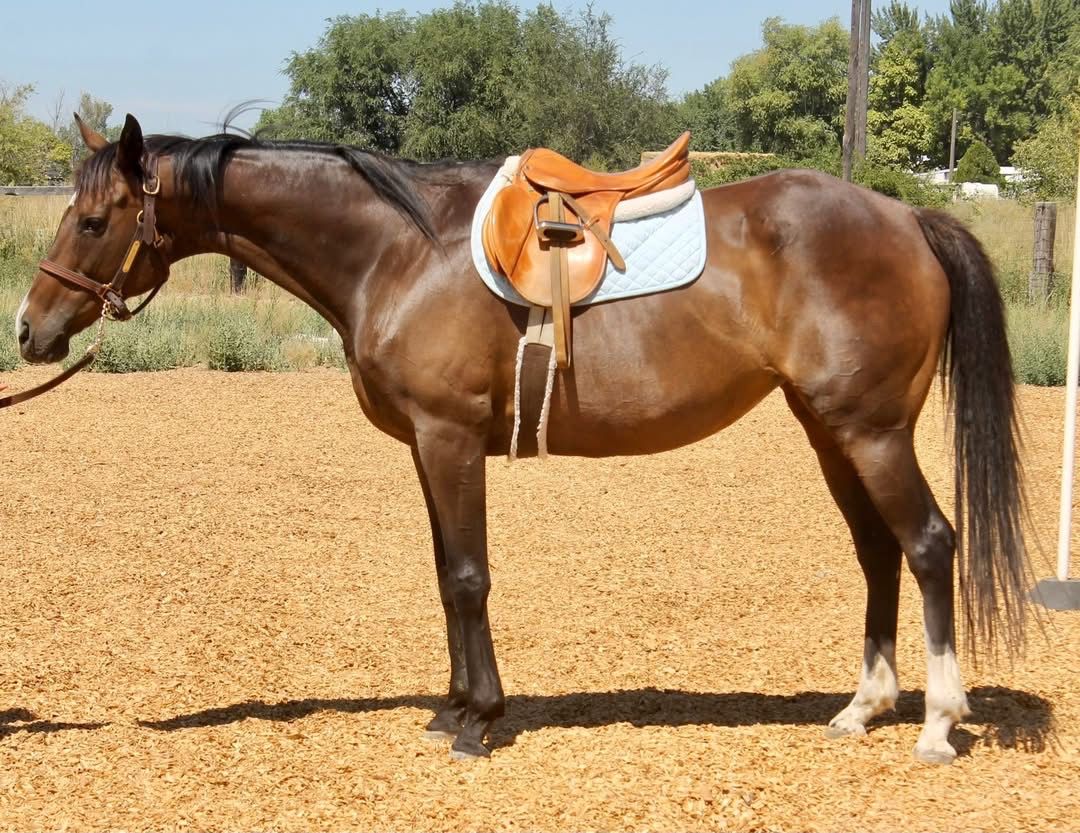 2013 C B Miss Thoroughbred Mare