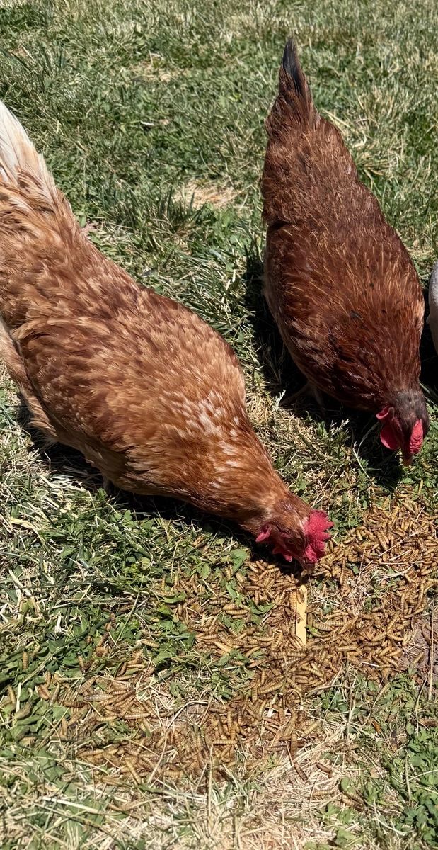 Two laying hens with feed