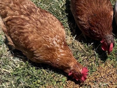 Two laying hens with feed