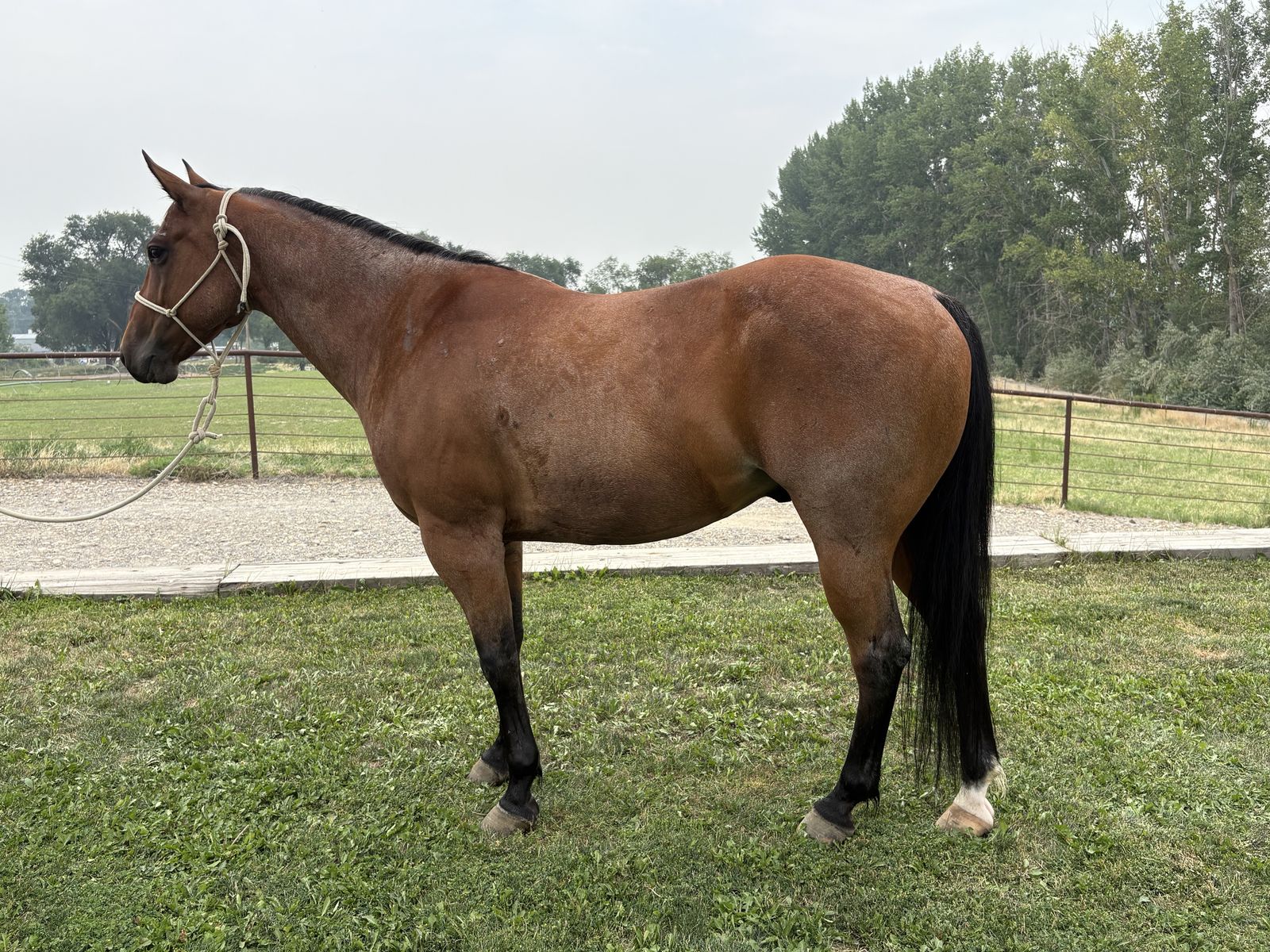 2017 quarter horse gelding