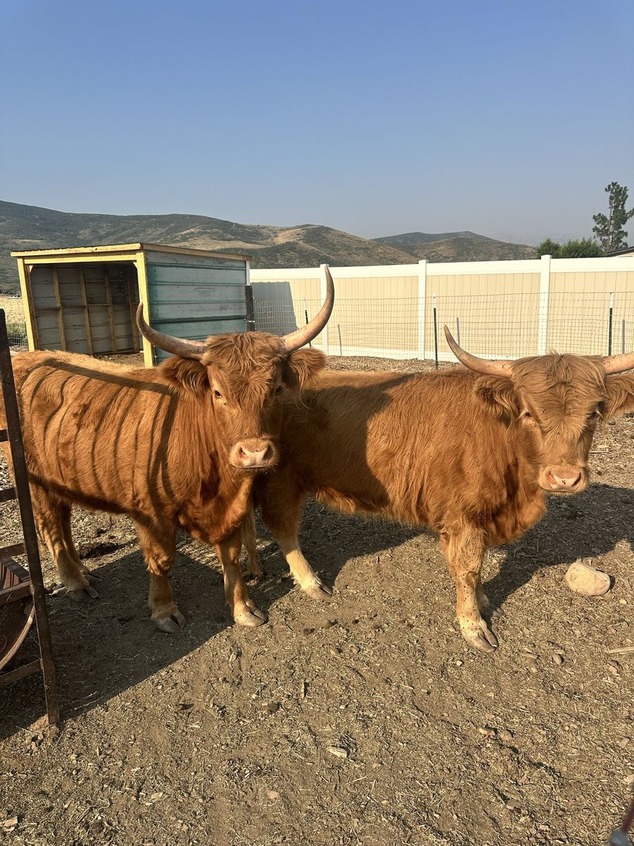 Pair of Highland Cows