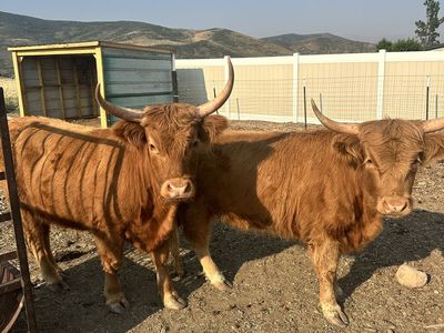 Pair of Highland Cows