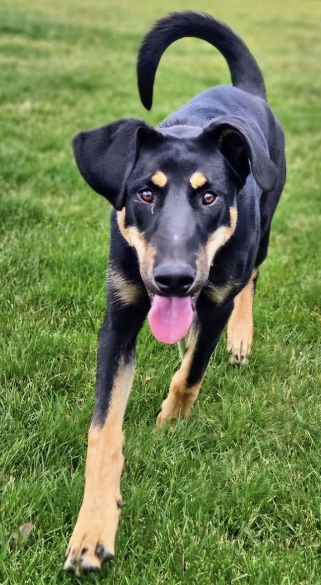 Hugo,  german shepherd/doberman mix puppy looking for a home